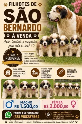 Filhotes de São Bernardo 