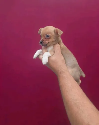 Mini Pinscher Encantadores - Macho e Fêmea Disponíveis