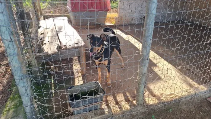 Doação de cachorros