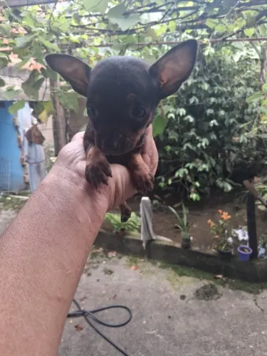 Lindas pincher zero vacinados e