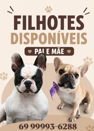 Filhotes de Bulldog francês 