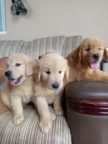 Filhotes de Golden Retriver - Excelente Linhagem 
