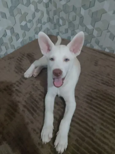 Vendo filhote macho de Husky Siberiano Pastor Belga