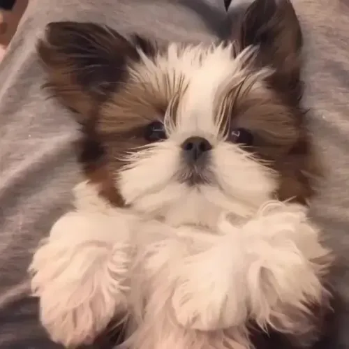 Shih Tzu incrível disponível para você