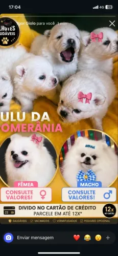 Splitz alemão ( Lulu da pomerania) 