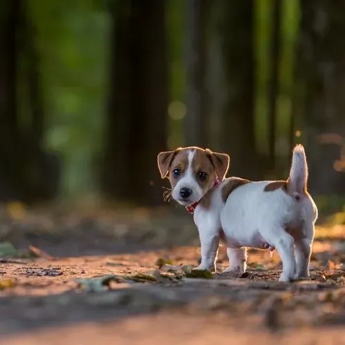 Jack russel feminha pequena 