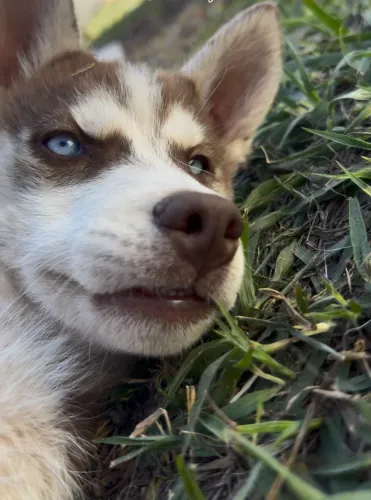 3 Huskys siberianos machos