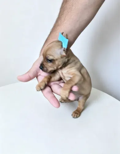 Pinscher mini disponível