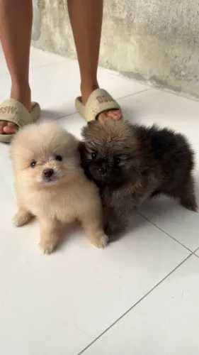 SPITZ ALEMÃO