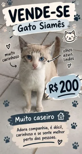 Gato Siamês