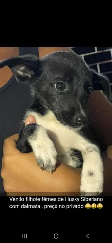 filhote de Husky Siberiano com dalmata