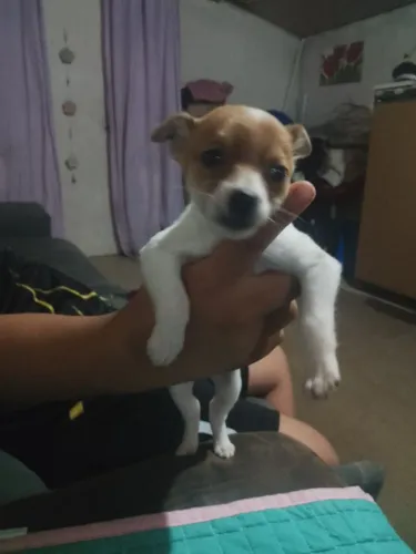 Vendo Pincher número 0!!!!!