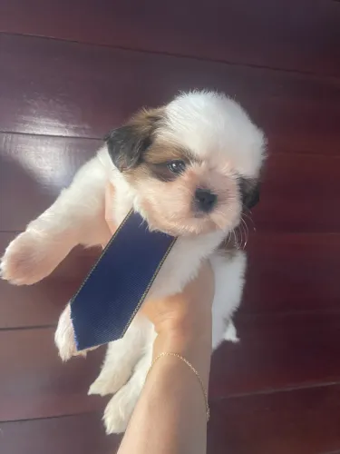Filhote de shih tzu MACHO