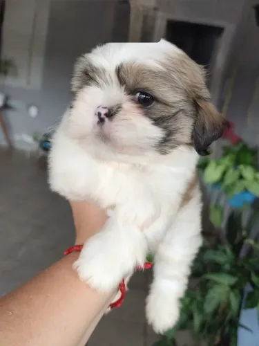 Shih Tzu mini