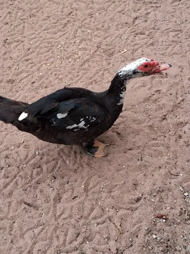 Troco Pato por galinha ou pata.