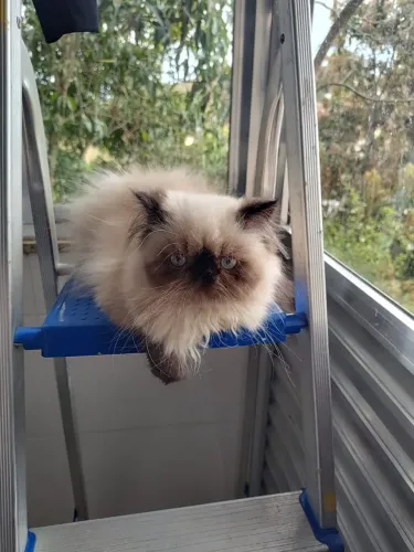Gato persa
