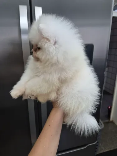 Macho spitz branco neve