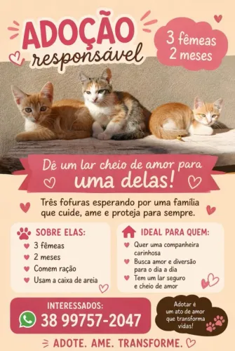 Adoção de gato