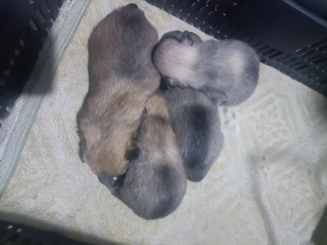 Venda de cachorro 