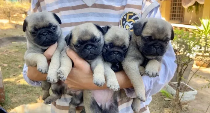 Pug encantadores para alegrar seus dias