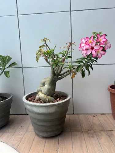 Vaso rosa deserto
