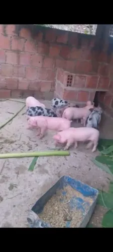 Todos vacinando e saudável