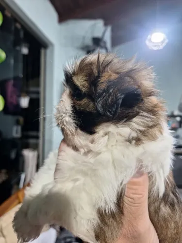 Shitzu lindos com genética top