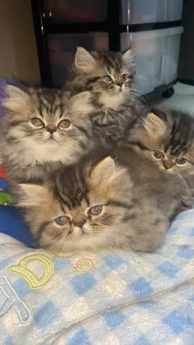Gato Persa
