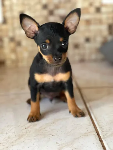 Filhotes Pincher machinho (raça pura)