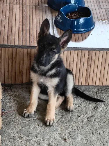 Cachorro pastor alemão capa preta
