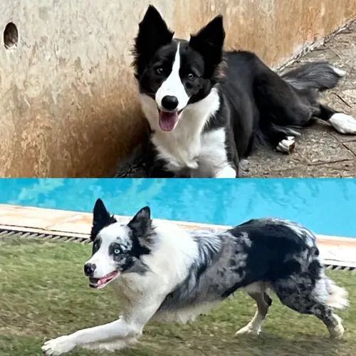 Filhotes de Border Collie