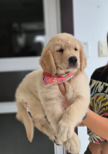 Lindos Filhotes de Golden Retriever