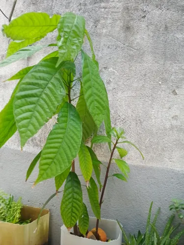 Vendo esse pé de Cacau