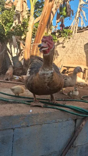 Pato adulto macho e fêmea