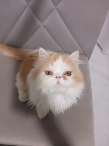 Gato persa macho