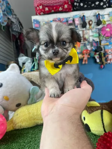 Chihuahua mini 