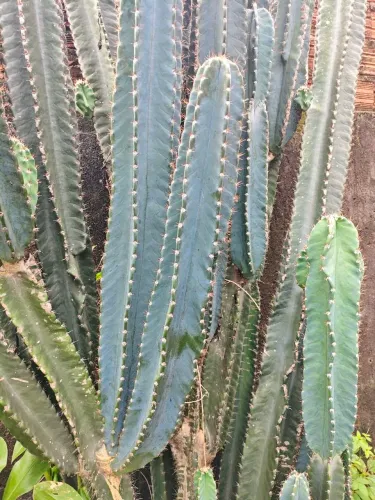 Cactos ? mandacaru