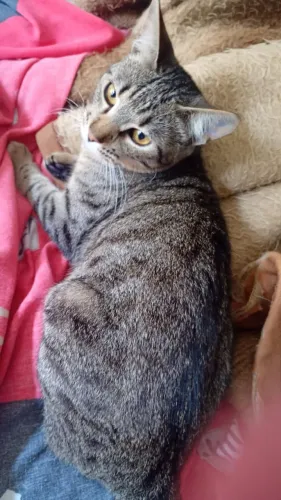 Gata para adoção