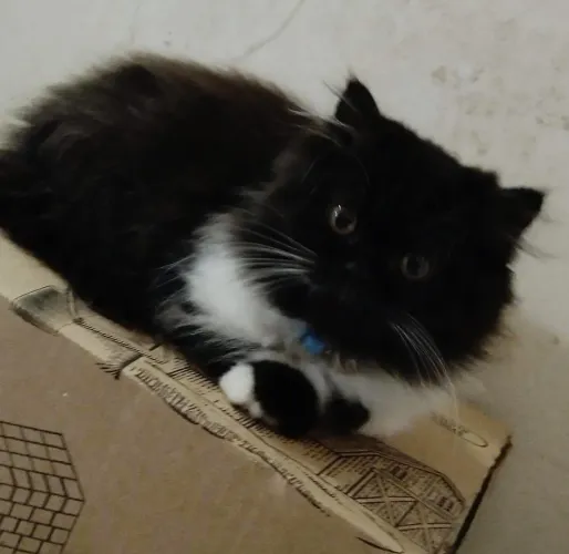 Vendo gata persa 