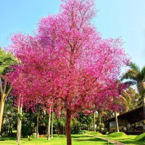 Pau de Rosas, Aricá ou cega machado - Physocalymma scaberrimum - (vendo mudas)