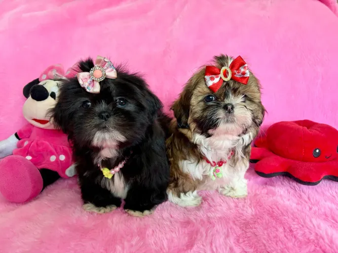 Fêmeas shih tzu lindas canil registrado