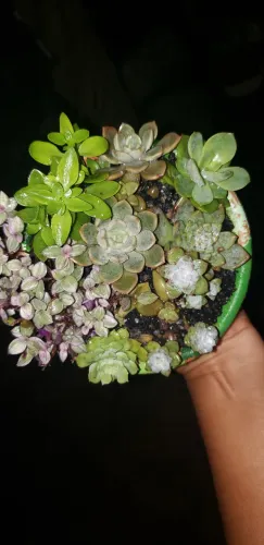 Suculentas arranjos 