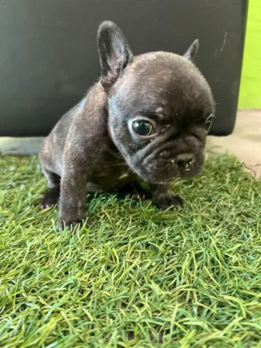 Lindos filhotes de Bulldog francês machos 