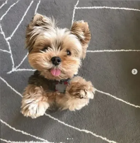 Yorkshire Leve um cachorro para casa e ganhe amor pra vida toda