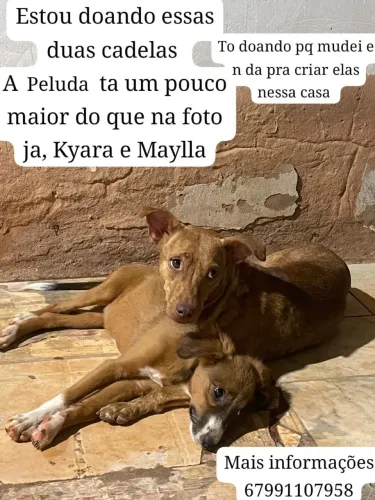 Doação