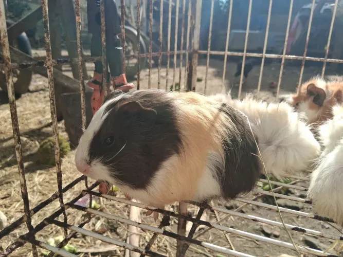 Porquinho da Índia