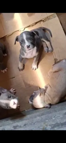 Ninhada American Bully