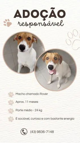 Doação de cachorro