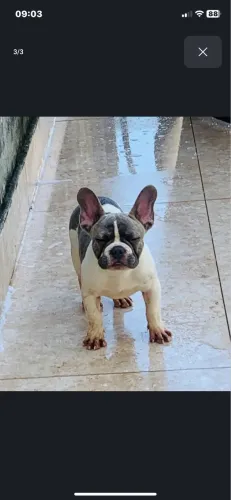 Buldogue francês 