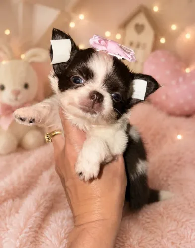 Chihuahua Fêmea Pêlo Longo!! Linda Branca e Chocolate.